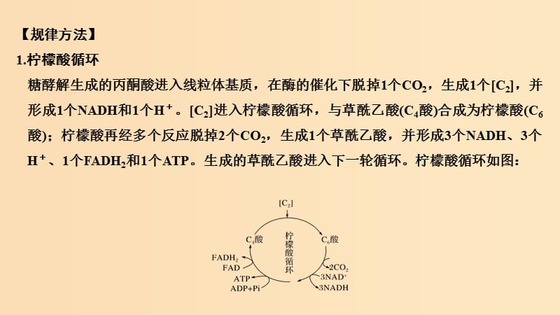 2019版高考生物总复习 第一部分 非选择题必考五大专题 专题一 细胞的代谢 重点题型1 真核生物的柠檬酸循环与卡尔文循环课件.ppt_第2页