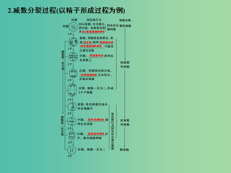 高考生物 第四单元 专题八 遗传的细胞基础课件.ppt_第3页