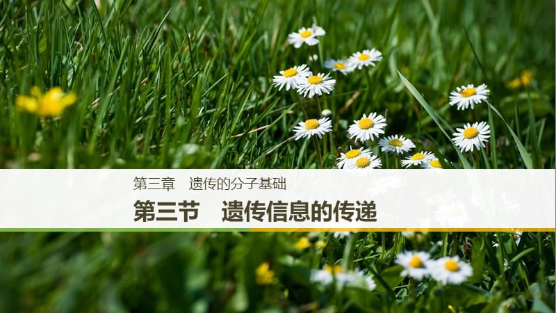 2018-2019学年高中生物第三章遗传的分子基础第三节遗传信息的传递课件浙科版必修2 .ppt_第1页