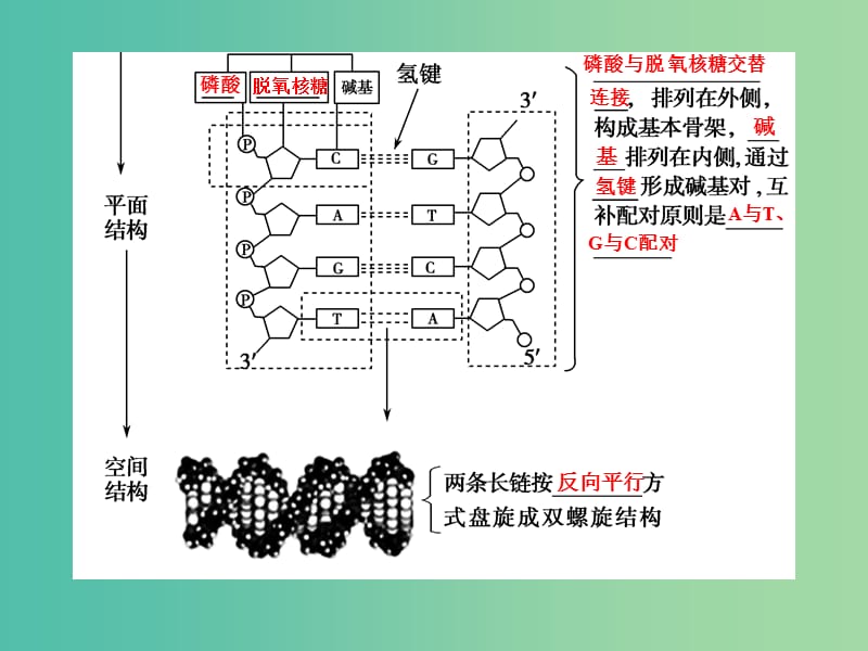 高考生物一轮复习 第6单元 遗传的分子基础 第18讲 DNA的结构、复制及基因的本质课件 新人教版.ppt_第3页