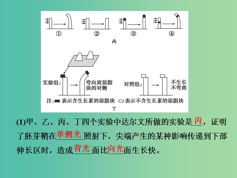 高考生物一轮复习 第八单元 生命活动的调节 第28讲 植物的激素调节课件.ppt_第3页