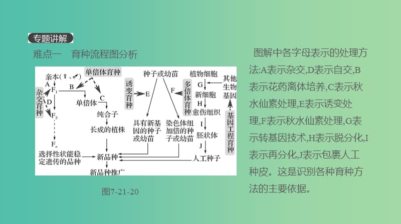 2019届高考生物一轮复习第7单元变异育种与进化拓展微课育种流程图的分析与设计课件.ppt_第2页