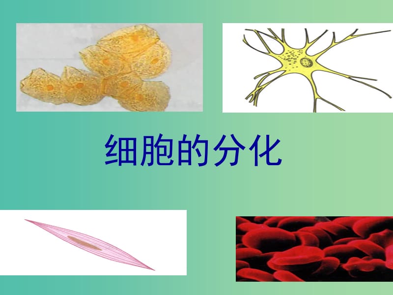 2019高中生物 专题6.2 细胞的分化同步课件 新人教版必修1.ppt_第1页