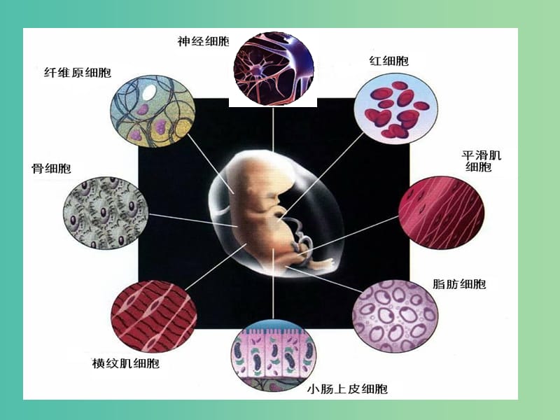 2019高中生物 专题6.2 细胞的分化同步课件 新人教版必修1.ppt_第2页