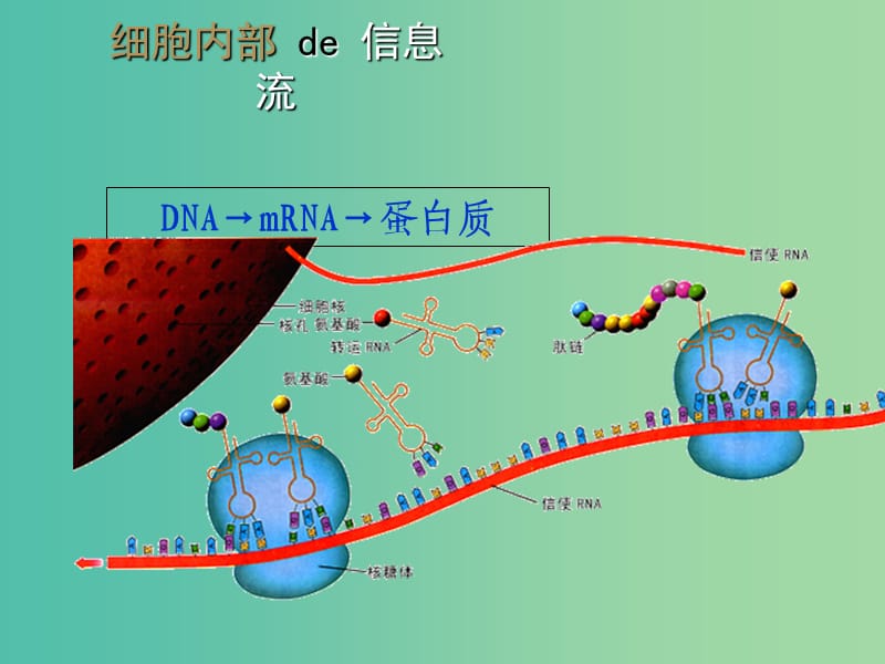 云南省峨山彝族自治县高中生物 第五章 生态系统及其稳定性 5.4《生态系统的信息传递》课件2 新人教版必修3.ppt_第3页