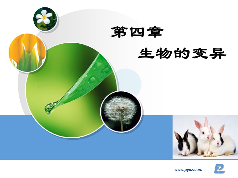 《生物變異的來(lái)源》PPT課件.ppt_第1頁(yè)