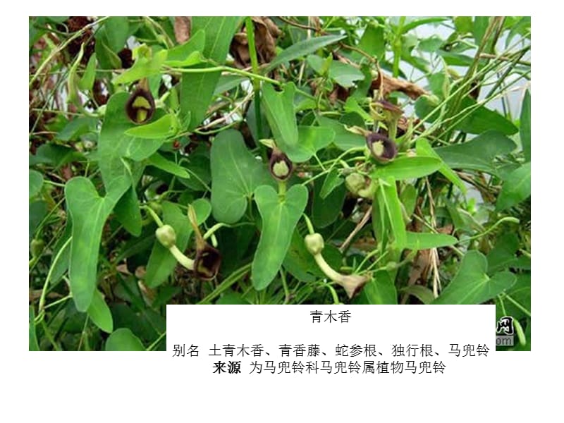 《药用植物图片》PPT课件.ppt_第1页