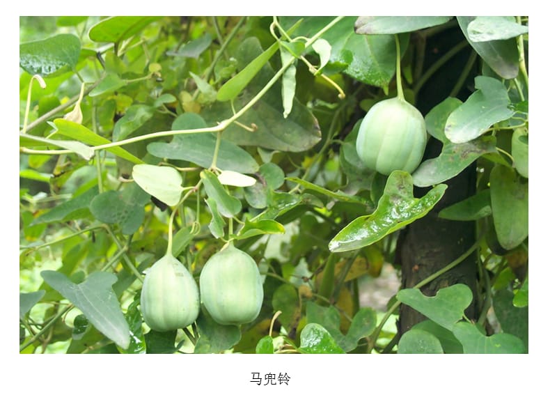 《药用植物图片》PPT课件.ppt_第2页