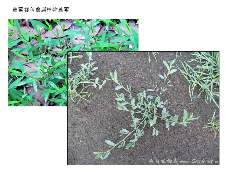 《药用植物图片》PPT课件.ppt_第3页