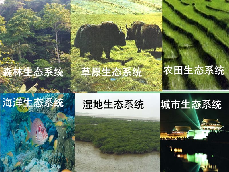 湖南省茶陵县高中生物 第五章 生态系统及其稳定性 5.1 生态系统的结构课件 新人教版必修3.ppt_第3页