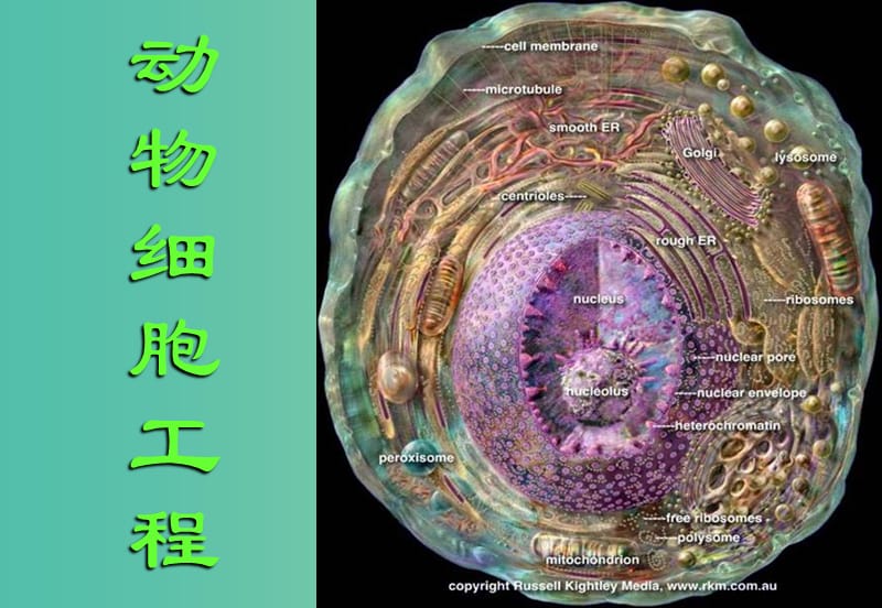 内蒙古乌兰察布市高考生物总复习 专题 动物细胞工程课件.ppt_第1页