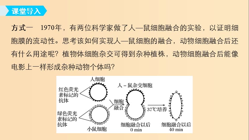 2018-2019学年高中生物专题2细胞工程2.2动物细胞工程2.2.2动物细胞融合与单克鹿体课件新人教版选修.ppt_第3页