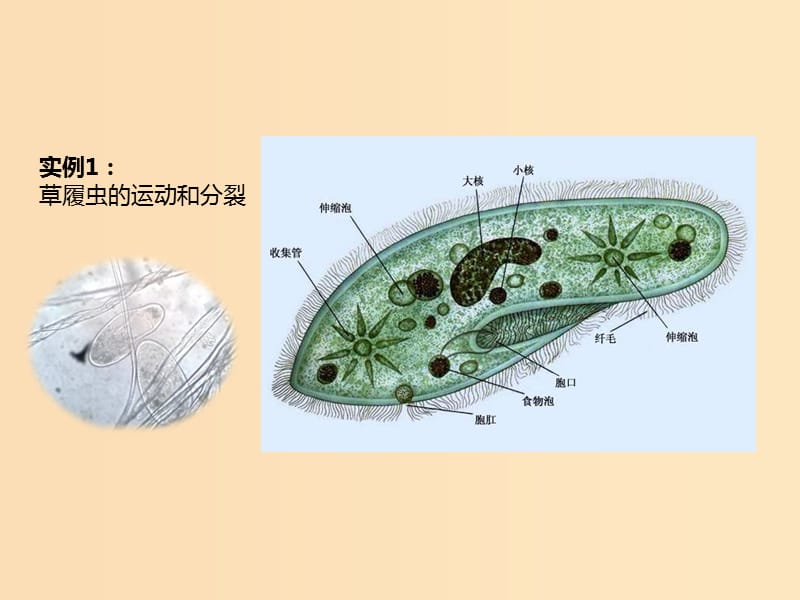 2018-2019高中生物 专题1.1 从生物圈到细胞课件 新人教版必修1.ppt_第2页