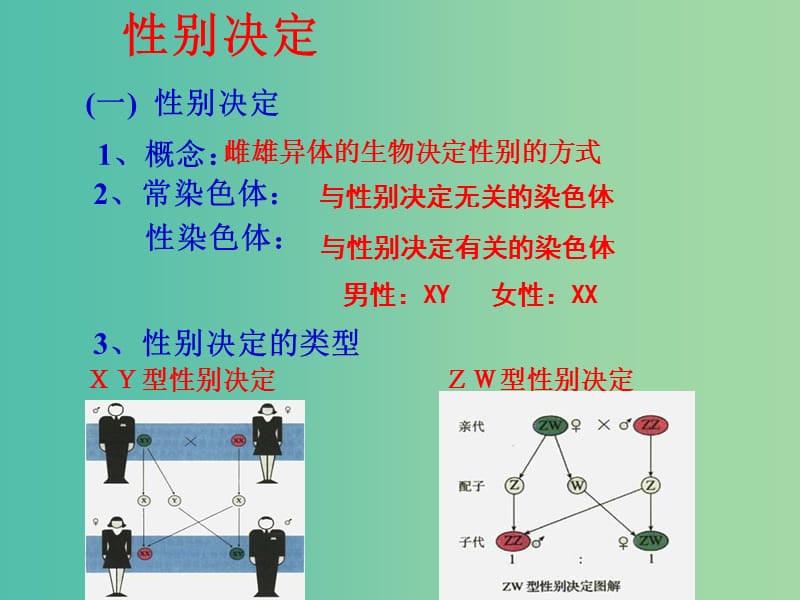 山东省沂水县高中生物 第二章 基因和染色体的关系 2.3 伴性遗传 第二课时课件 新人教版必修2.ppt_第2页