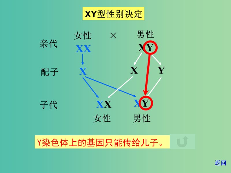 山东省沂水县高中生物 第二章 基因和染色体的关系 2.3 伴性遗传 第二课时课件 新人教版必修2.ppt_第3页