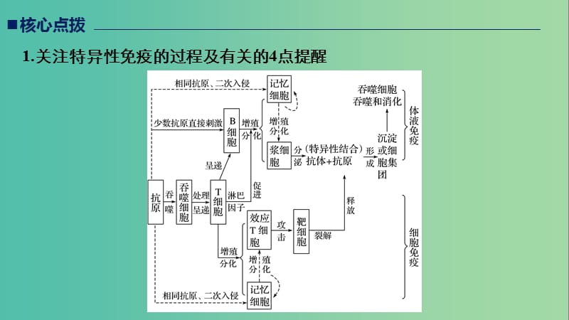 江苏专用2019高考生物二轮复习专题七人体的稳态及调节机制考点23免疫调节课件.ppt_第3页