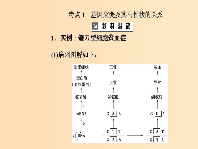 2019版高考生物总复习 第七单元 生物的变异、育种和进化 第1讲 基因突变和基因重组课件.ppt_第3页