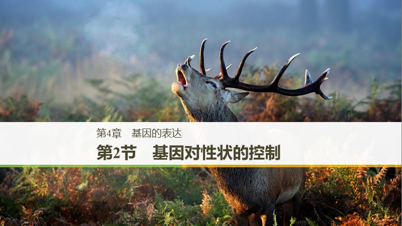 2018-2019學(xué)年高中生物 第4章 基因的表達(dá) 第2節(jié) 基因?qū)π誀畹目刂普n件 新人教版必修2.ppt_第1頁(yè)