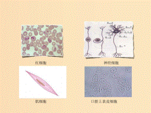 2018-2019高中生物 專題1.2 細胞的多樣性和統(tǒng)一性課件 新人教版必修1.ppt