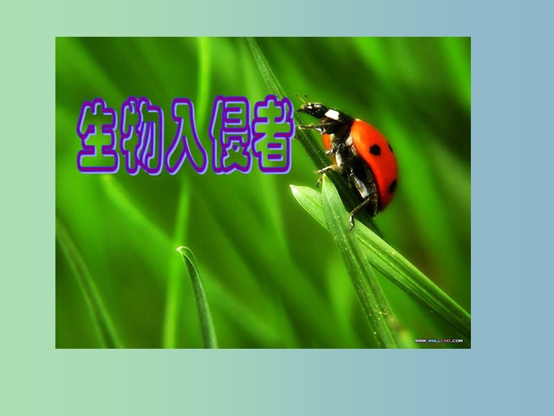 八年級語文上冊 19 生物入侵者課件 新人教版.ppt_第1頁