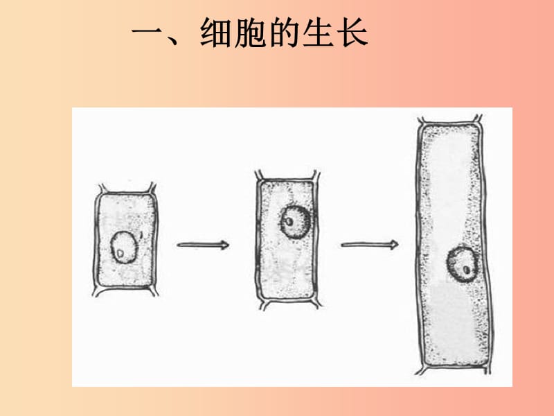 安徽省七年级生物上册2.2.1细胞通过分裂产生新细胞课件1 新人教版.ppt_第3页