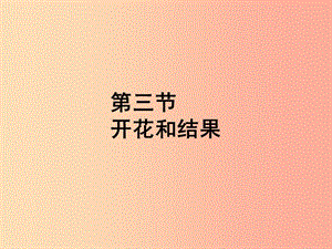 福建省七年級生物上冊 第三單元 第二章 第三節(jié) 開花和結(jié)果課件 新人教版.ppt