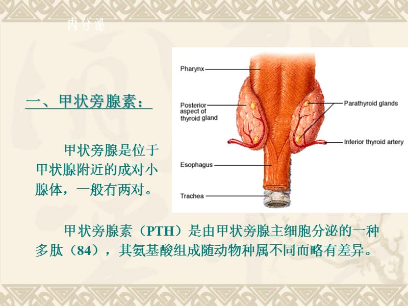 内分泌2-高中生物竞赛辅导.ppt_第2页