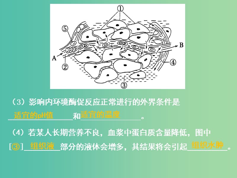 高中生物 第一章 人体的内环境与稳态 第2节 内环境与稳态课件 新人教版必修3.ppt_第3页