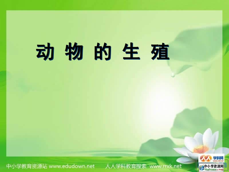 动物的生殖-教学课件.ppt_第1页