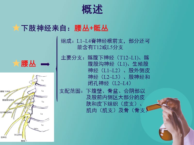 超声定位的下肢神经阻滞ppt课件_第3页