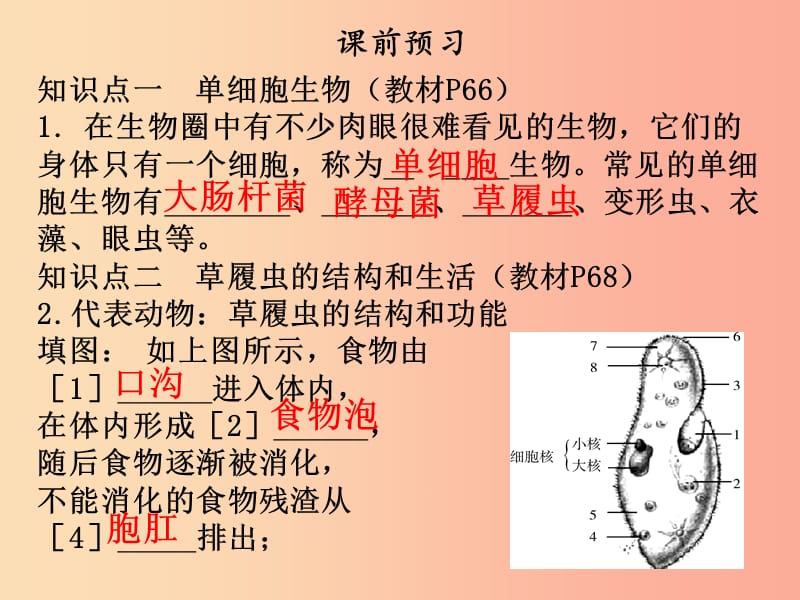 2019年七年级生物上册第二单元第二章第四节单细胞生物课件 新人教版.ppt_第3页