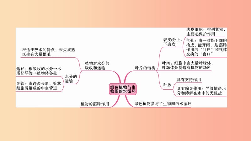 中考生物总复习 第一部分 基础考点巩固 第三单元 生物圈中的绿色植物 第三章 绿色植物与生物圈的水循环.ppt_第2页