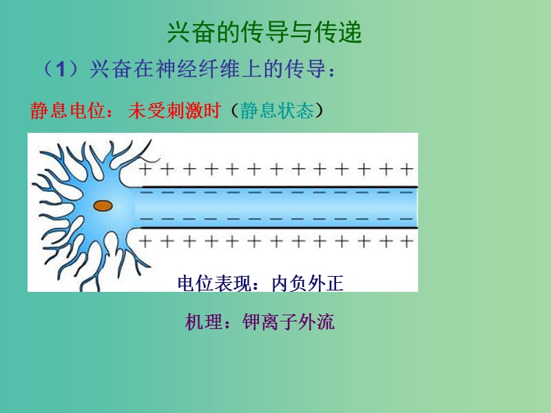 高考生物高频考点29兴奋的传导和传递素材.ppt_第1页