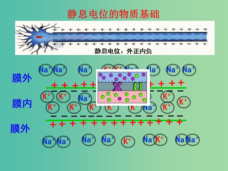 高考生物高频考点29兴奋的传导和传递素材.ppt_第2页