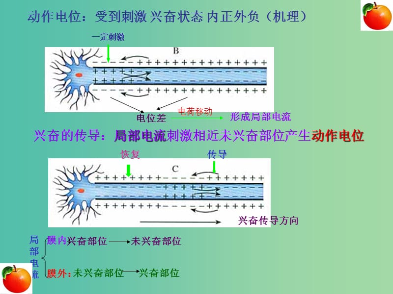 高考生物高频考点29兴奋的传导和传递素材.ppt_第3页