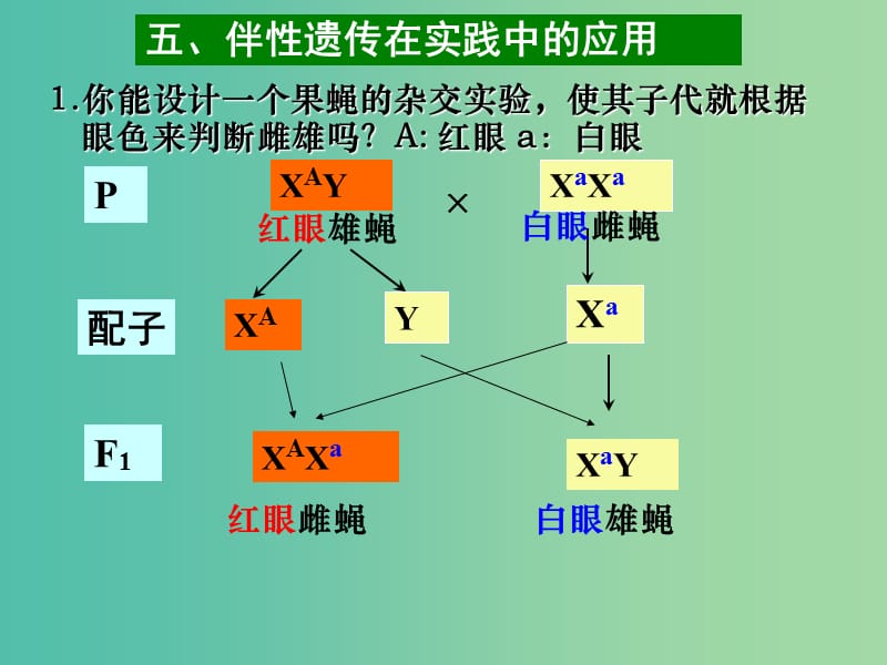 高中生物 第二章 基因和染色体的关系 第03节 伴性遗传2课件 新人教版必修2.ppt_第3页