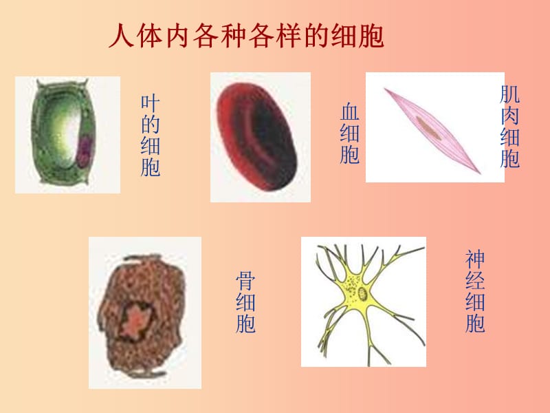 陕西省七年级生物上册 2.1.3 动物细胞课件 新人教版.ppt_第3页