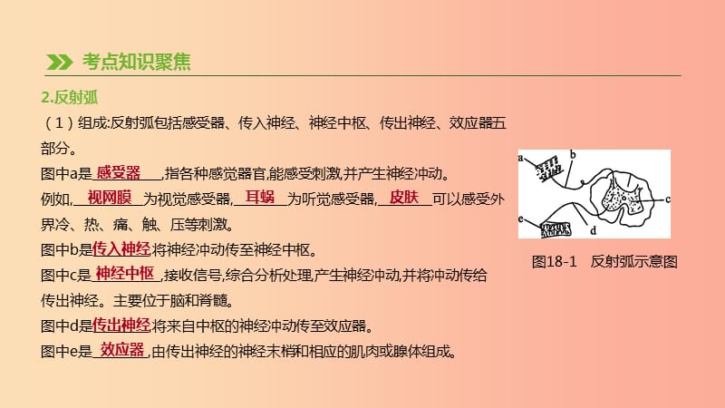 2019年中考生物 专题复习四 生物圈中的人 第18课时 神经调节与激素调节、人类活动对生物圈的影响 新人教版.ppt_第3页