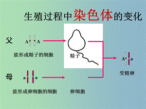 八年級生物下冊 7.2.3 基因的顯性和隱性課件 新人教版.ppt