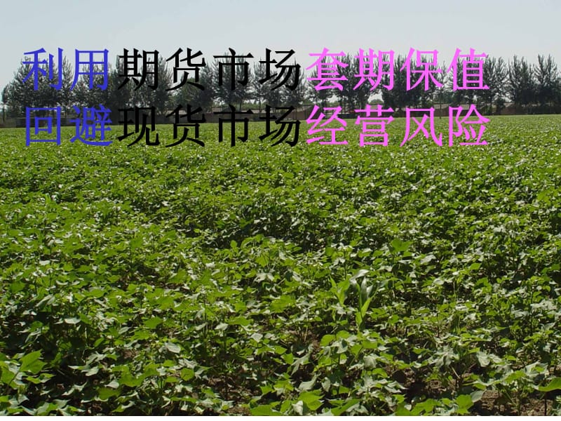 四棉花期货套期保值讲义.ppt_第1页