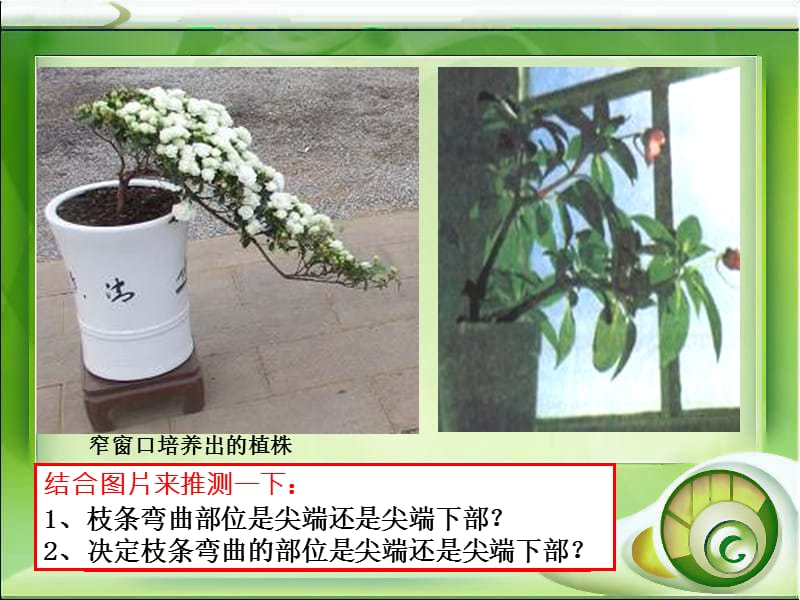 人教版教学课件第一节植物生长素的发现.ppt_第3页