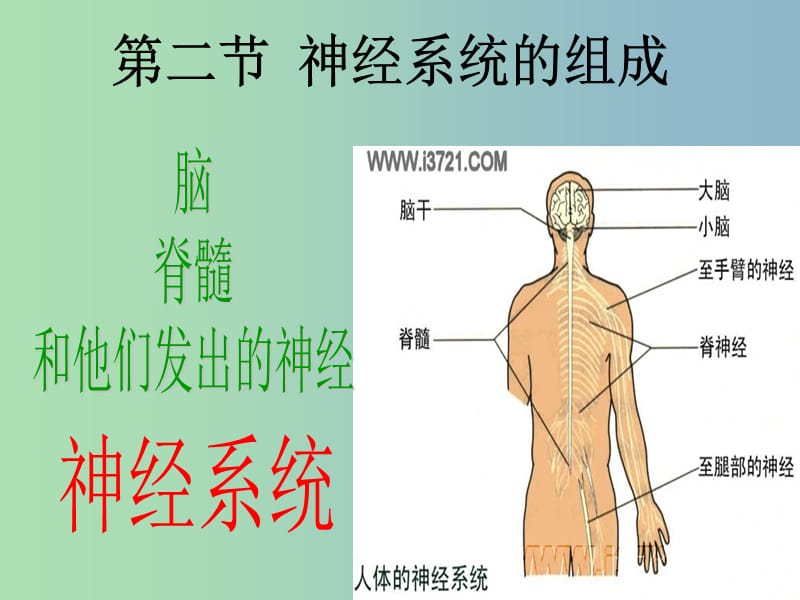 七年级生物下册 4.6.2 神经系统的组成课件 新人教版.ppt_第3页