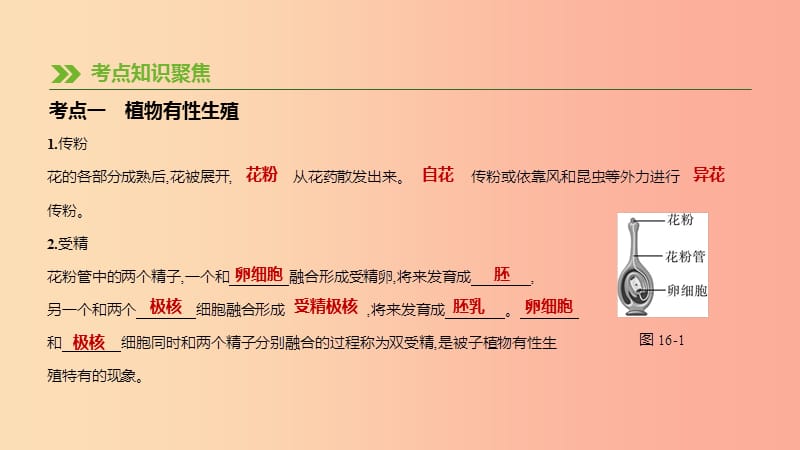 江苏省徐州市2019年中考生物复习 第六单元 生命的延续与进化 第16课时 植物的生殖和发育课件.ppt_第3页