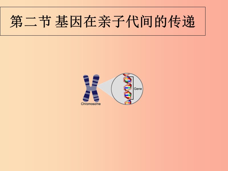 吉林省八年级生物下册7.2.2基因在亲子代间的传递课件-新人教版.ppt_第1页