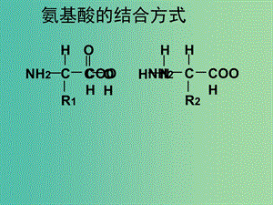 高考生物 高頻考點4 蛋白質形成過程分析素材.ppt