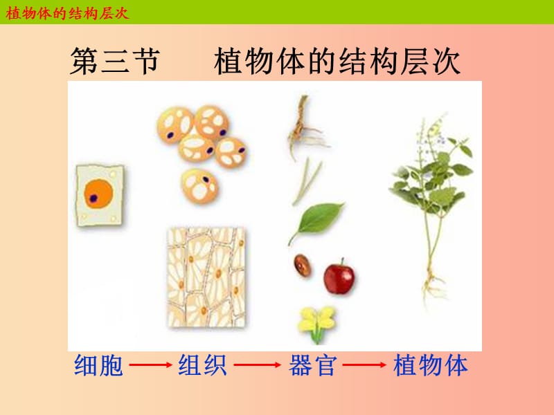 2019年七年級生物上冊 2.2.3《植物體的結(jié)構(gòu)層次》課件1 新人教版.ppt_第1頁