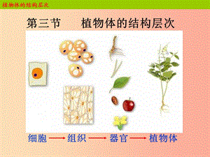 2019年七年級(jí)生物上冊(cè) 2.2.3《植物體的結(jié)構(gòu)層次》課件1 新人教版.ppt