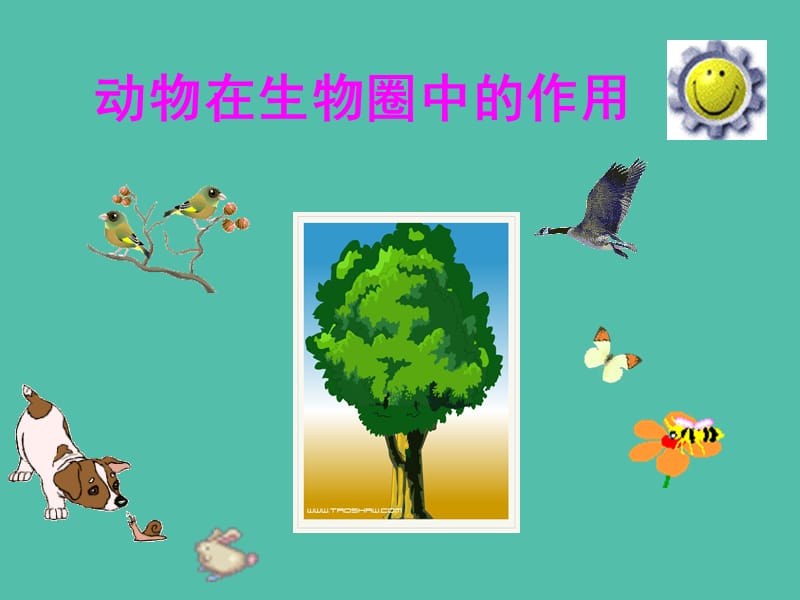 八年級(jí)生物上冊(cè) 5.3 動(dòng)物在生物圈中的作用課件 （新版）新人教版.ppt_第1頁(yè)