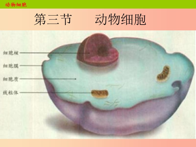 安徽省七年級生物上冊 2.1.3 動物細(xì)胞課件1 新人教版.ppt_第1頁