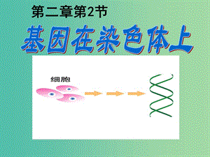 高中生物 第二章 基因和染色體的關(guān)系 第2節(jié) 基因在染色體上2課件 新人教版必修2.ppt